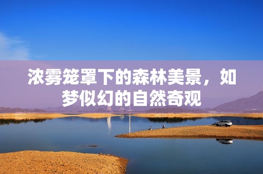 浓雾笼罩下的森林美景，如梦似幻的自然奇观